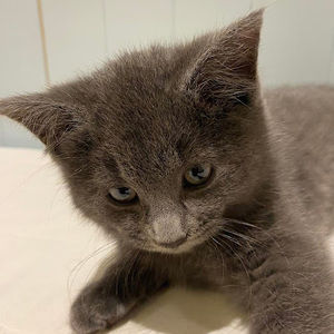 Meet your Posher, Addy